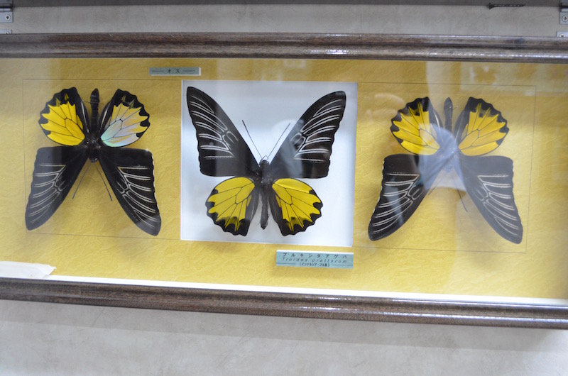 nawa_insect_museum
